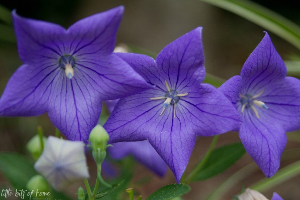 balloon flowers little bits of home