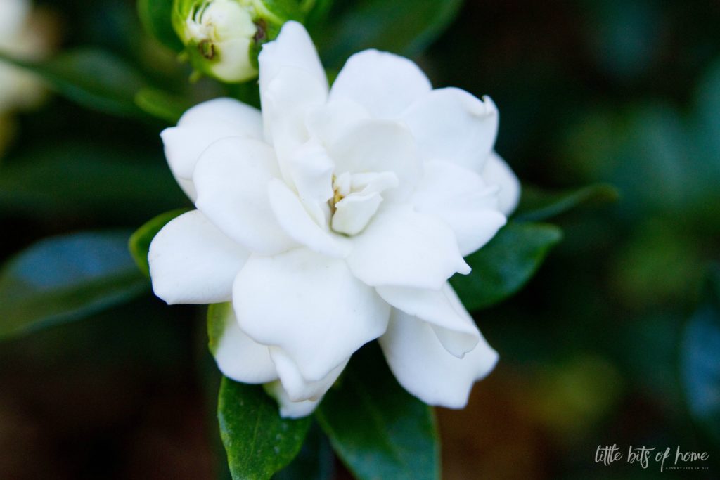 gardenia little bits of home