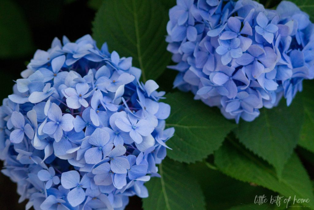 hydrangeas little bits of home