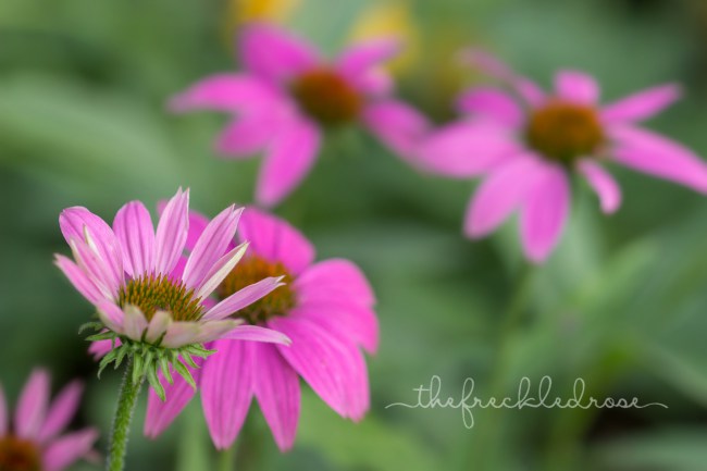 pink-daisies