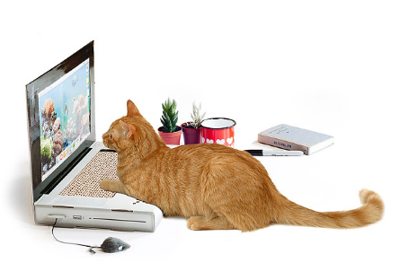 cat-scratcher-laptop